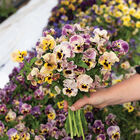 Frizzle Sizzle Mini Tapestry Frizzle Sizzle Mini Tapestry Viola (Pansy)