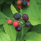 Bristol Raspberry