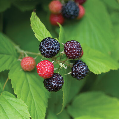 Bristol Raspberry