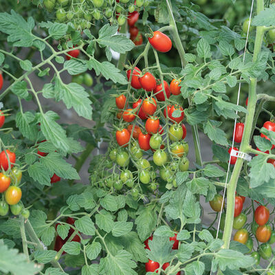 Amai Grape Tomatoes