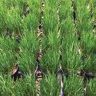 Jordy Standard Chives