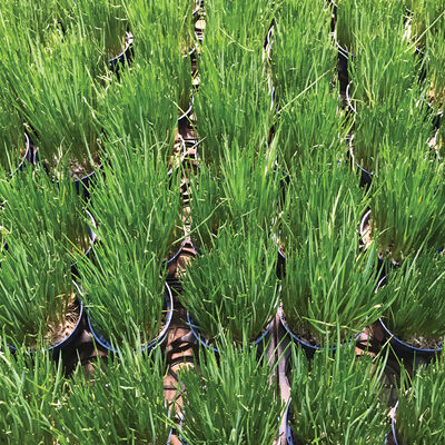 Jordy Standard Chives