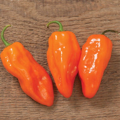 Helios Hot Peppers