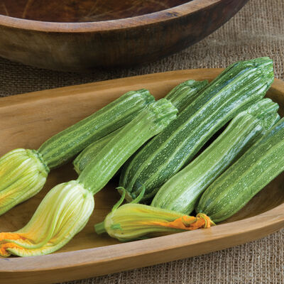 Costata Romanesco Summer Squash