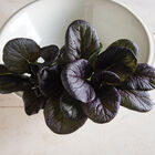 Red Cloud Asian Greens