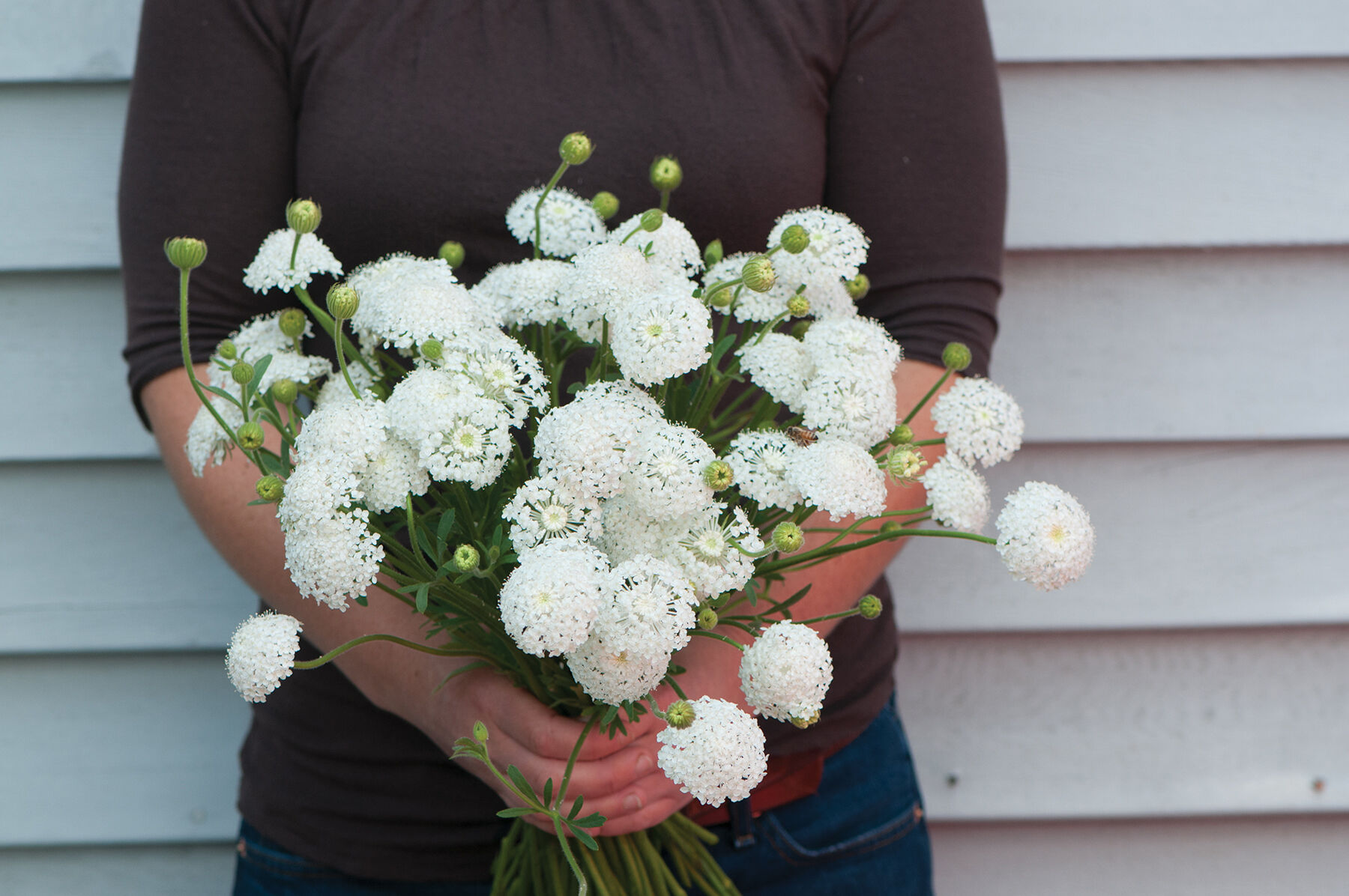 Lacy White Didiscus Seed Johnny s Selected Seeds