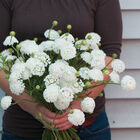 Lacy White Didiscus