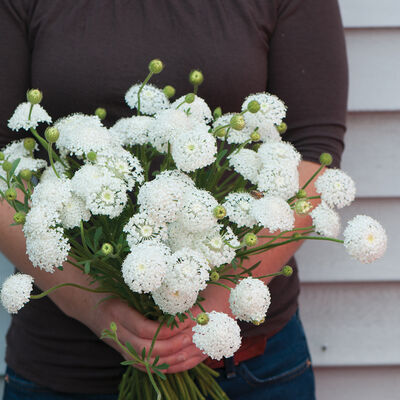 Lacy White Didiscus