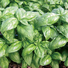 Dolly Genovese Basil