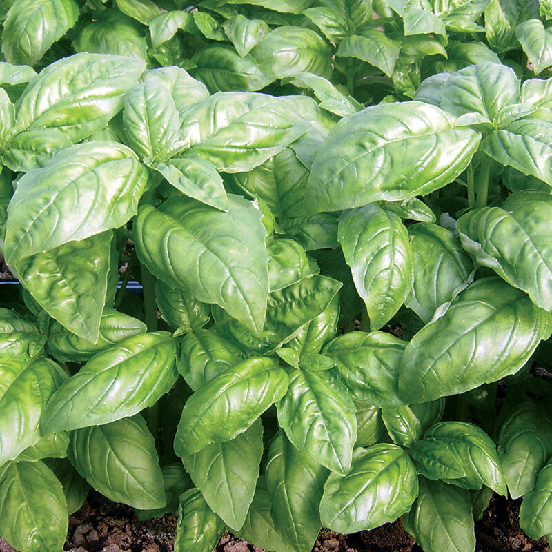 Dolly Genovese Basil
