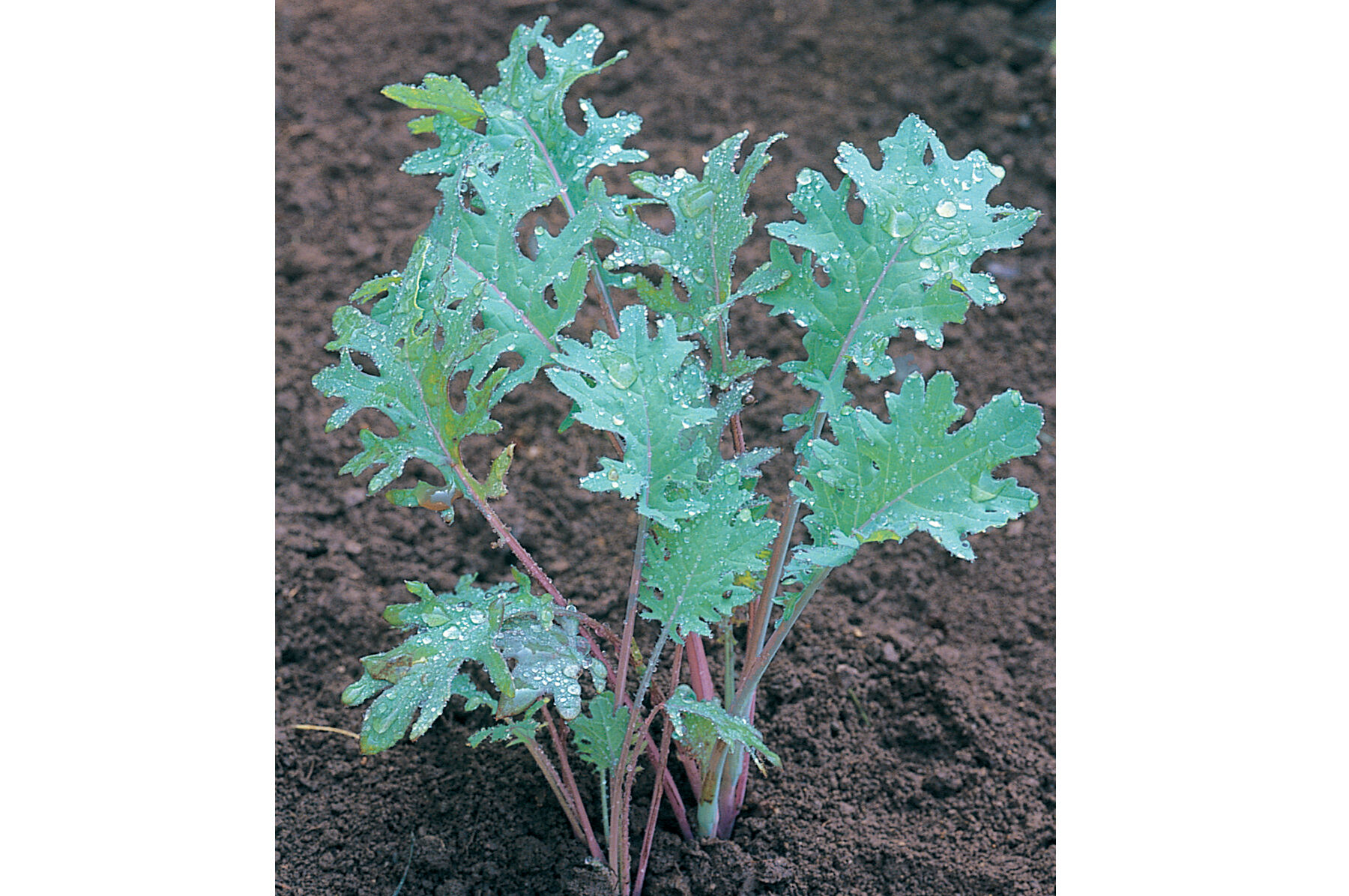 Red Russian Kale