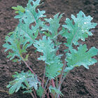 Red Russian Red Russian Kale