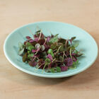 Shiso, Britton Microgreen Herbs