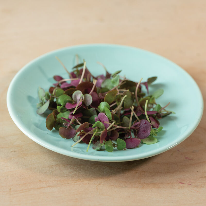 Shiso, Britton Microgreen Herbs