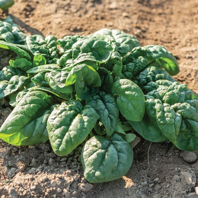 Equinox Savoyed-Leaf Spinach