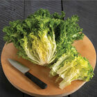 Curlesi Endive