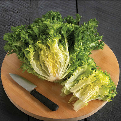 Curlesi Endive
