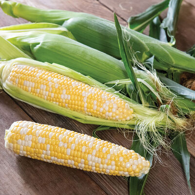 Solstice Sweet Corn