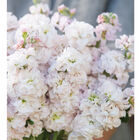 Venus Cherry Stock