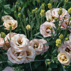 LisAdora® Apricot III Lisianthus