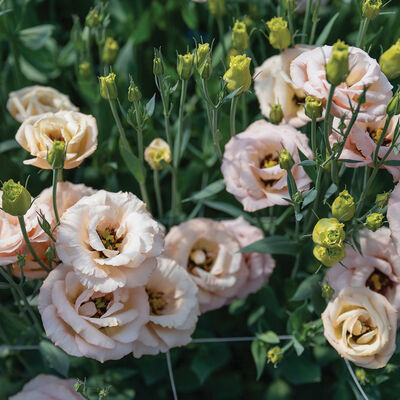 LisAdora® Apricot III Lisianthus