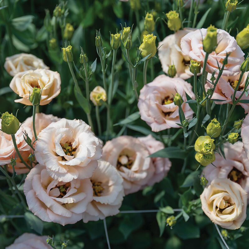 LisAdora® Apricot III Lisianthus
