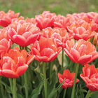 Verona Sunrise Tulips