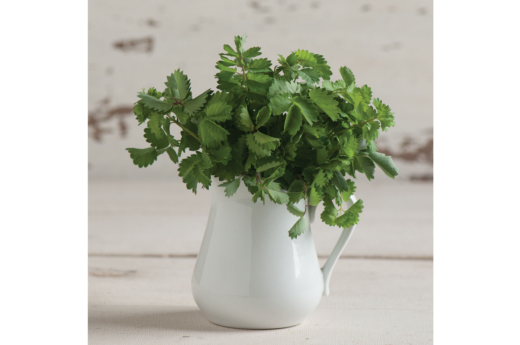 Salad Burnet Salad Burnet