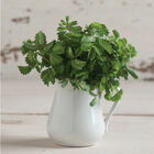 Salad Burnet Salad Burnet Salad Burnet