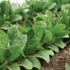 Auroch Smooth-Leaf Spinach