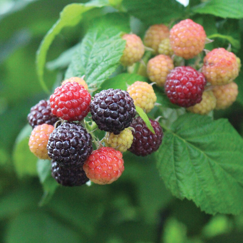 Mac Black Raspberry