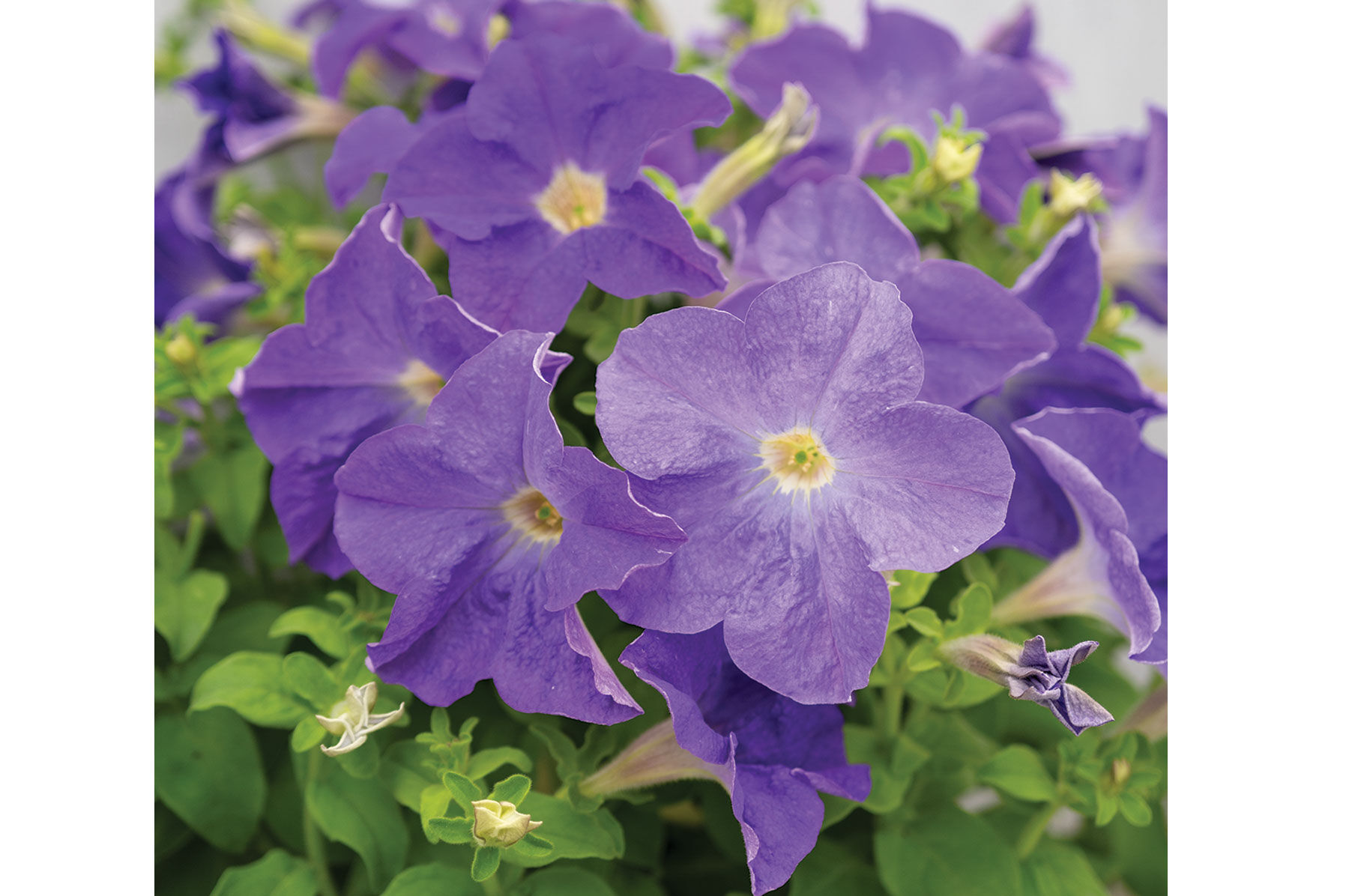 Johnny's Selected Seeds Petunia Seed