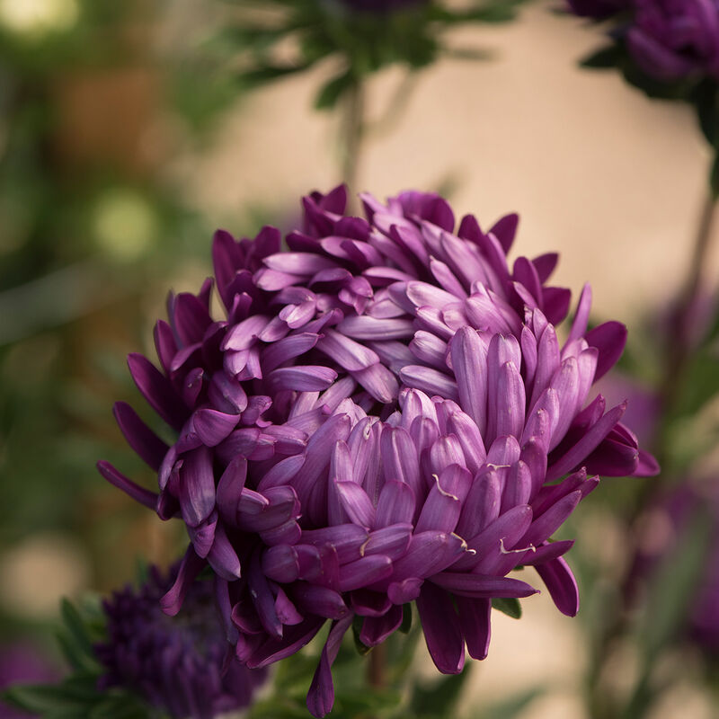 Tower Violet Aster