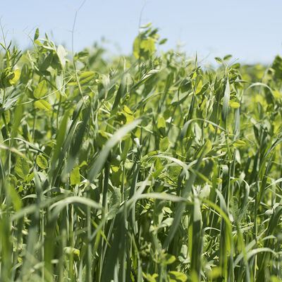 Peas and Oats Mix Cover Crop Mixes