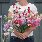 Elegance Formula Mix Elegance Formula Mix Sweet Peas