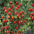 Amai Grape Tomatoes