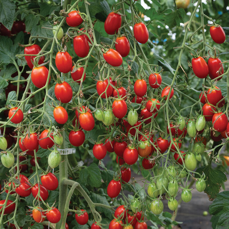 Amai Grape Tomatoes