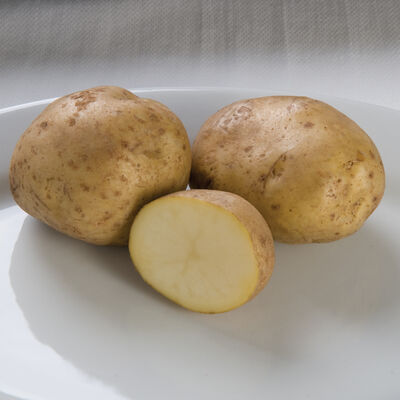 Kennebec Kennebec Potatoes