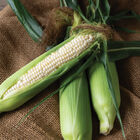 Natural Bright XR Sweet Corn