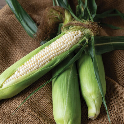 Natural Bright XR Sweet Corn