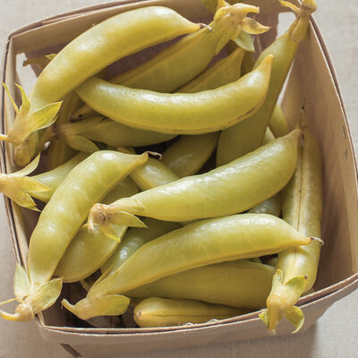 Honey Snap II Honey Snap II Snap Peas