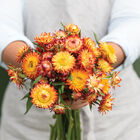 King Size Orange Strawflower