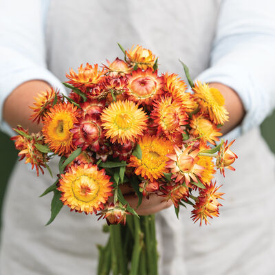 Sultane Mix Strawflower Seeds — San Diego Seed Company