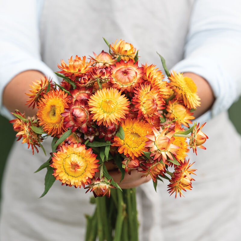 King Size Orange Strawflower