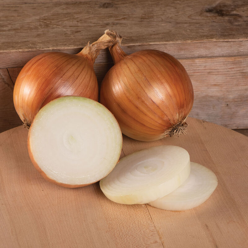 Monastrell - Organic (F1) Onion Seed