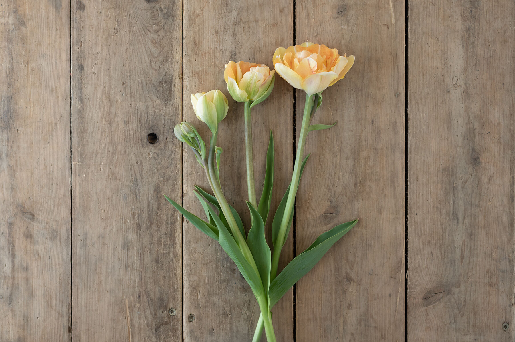 チューリップ Charming Beauty 5球入 Charming Beauty - Tulip Bulb | Johnny's Selected Seeds