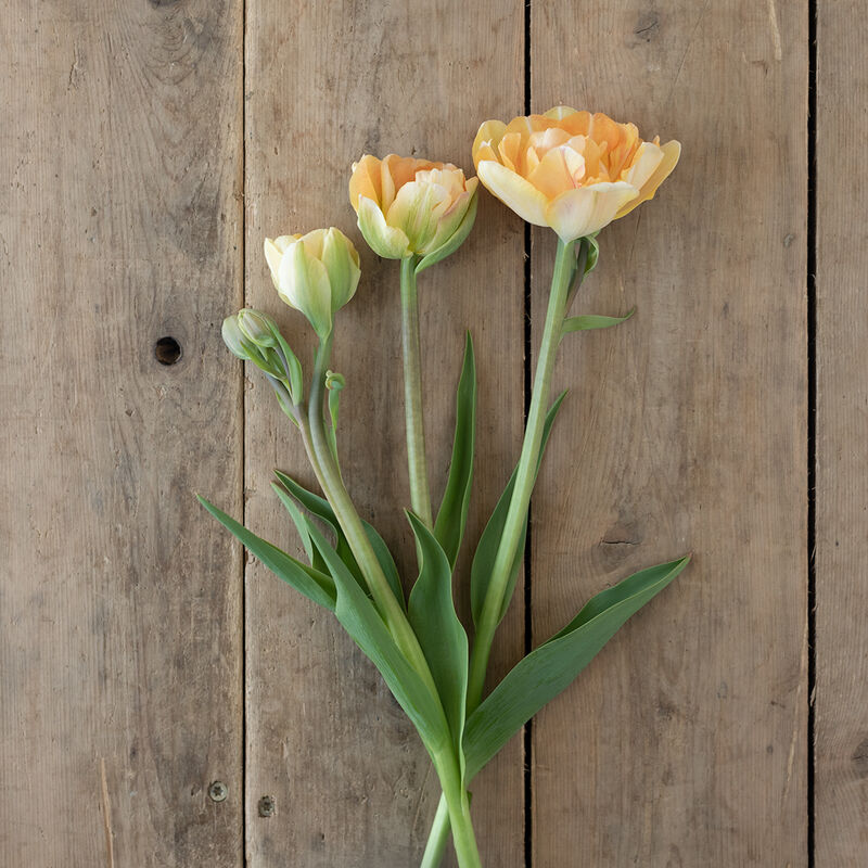 Charming Beauty Tulips