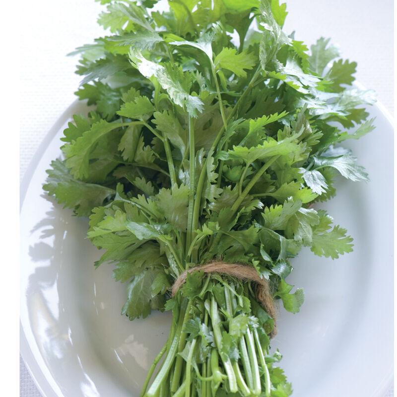 Santo Cilantro (Coriander)