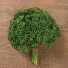 Darki Green Darki Green Leaf Parsley