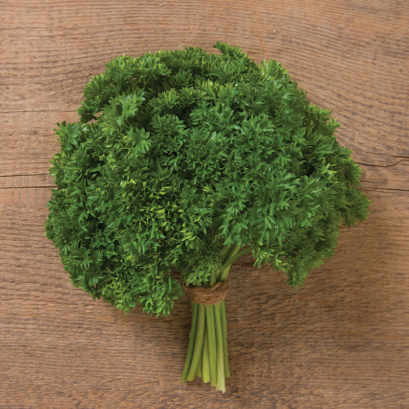 Darki Green Darki Green Leaf Parsley
